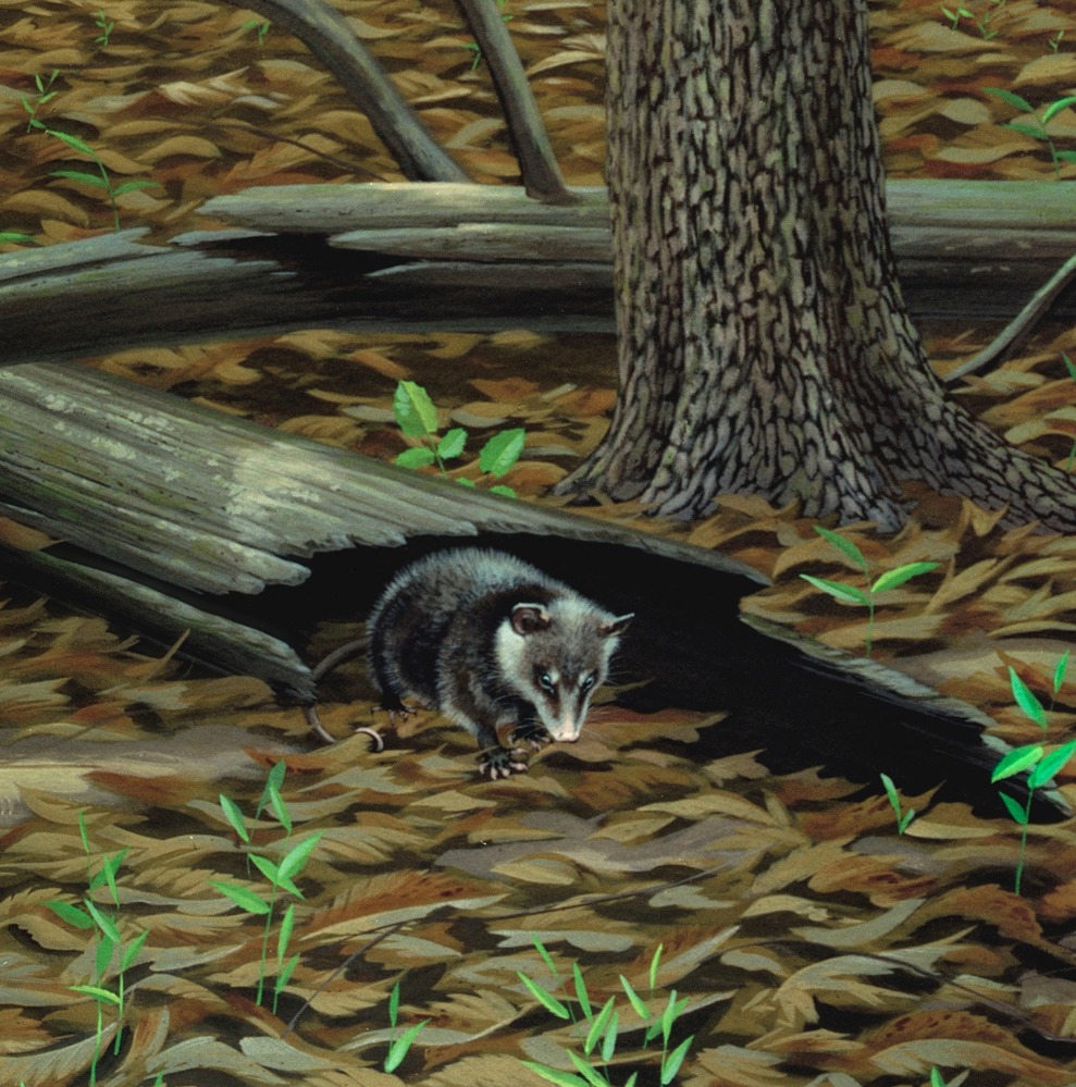 Herpetotherium