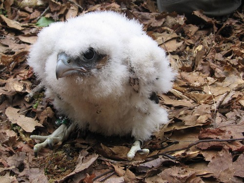 Peregrine chick poses after being banded by park wildlife biologist.