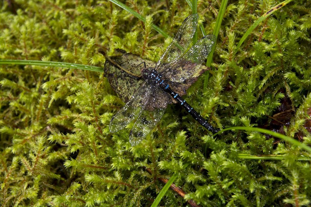 A dragonfly in the Hoh rainforest