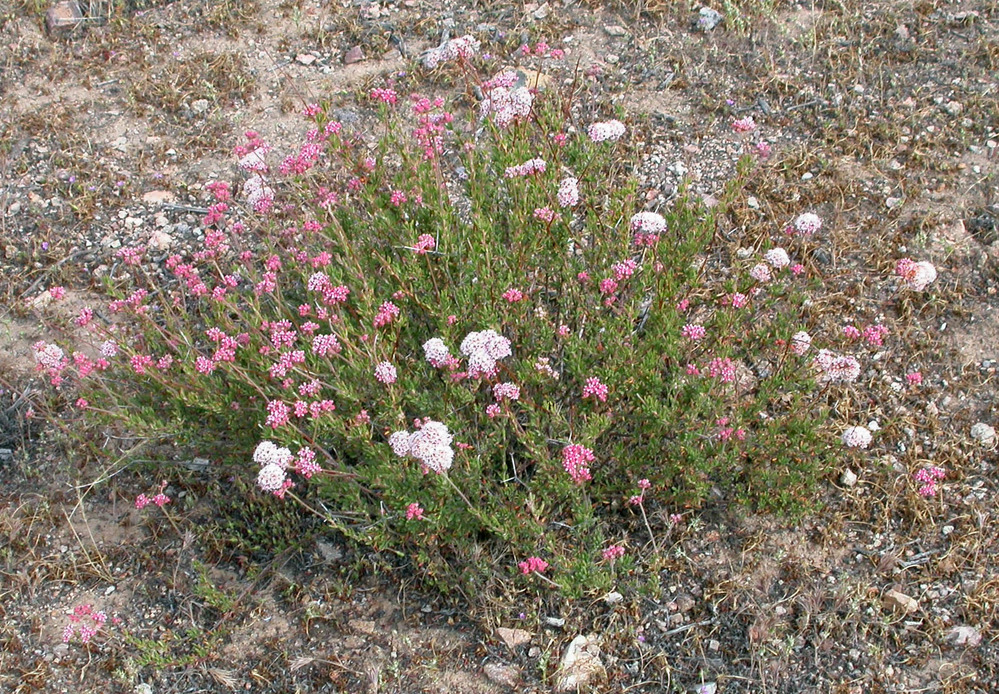 A California buckwheat bush in bloom