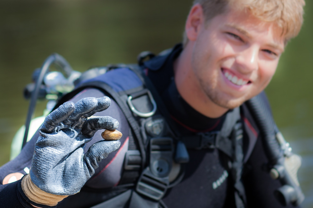 A diver holds up a rare mussel found in the Mississippi River.
