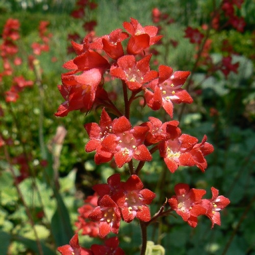 Coral Bells
