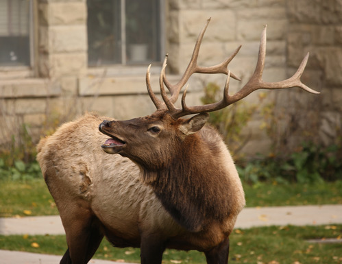 Bull elk bugling in Mammoth Hot Springs