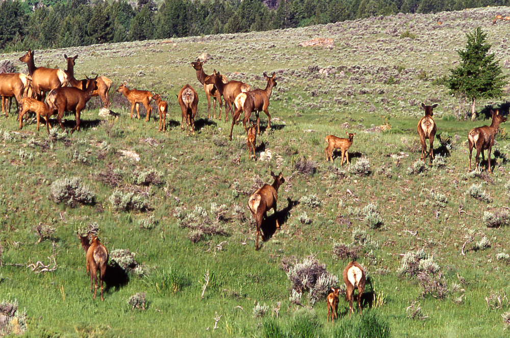 Elk herd