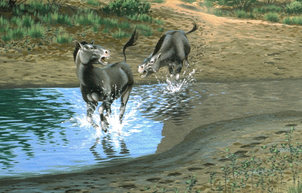 Kalobattipus praestans