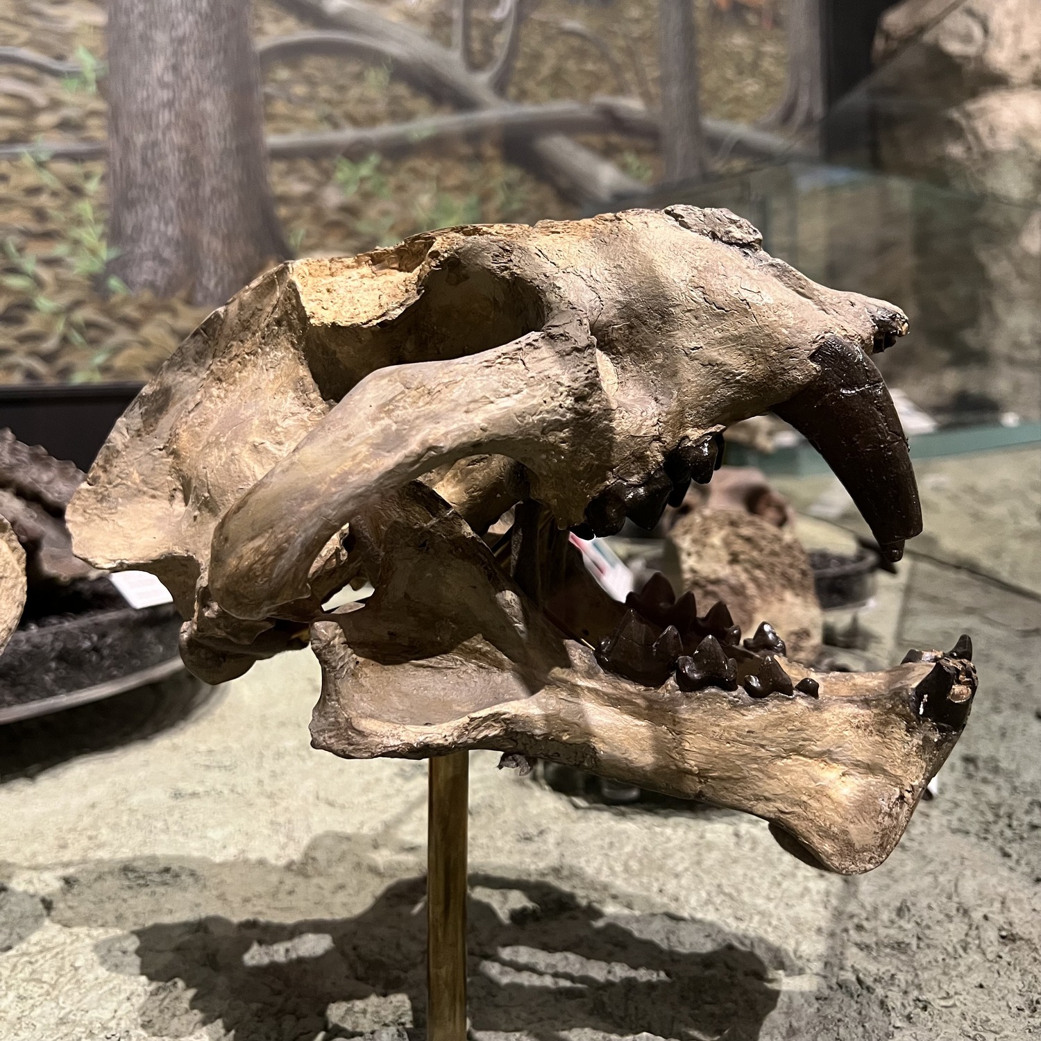 the John Day "Tiger" skull and jaws fossil