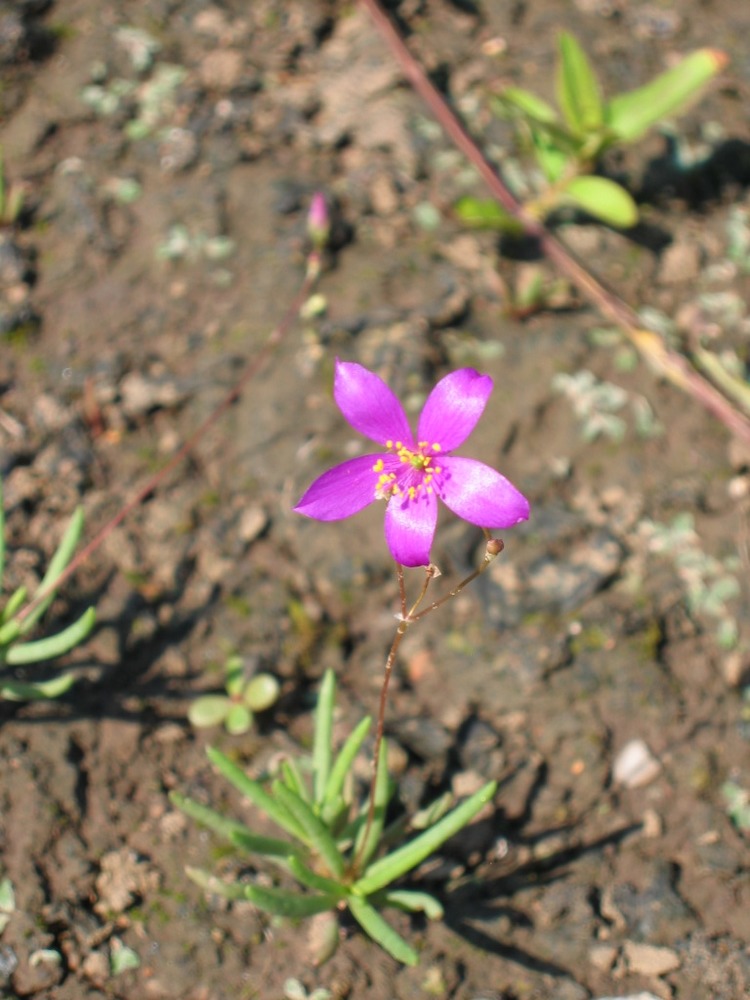 Talinum calcaricum 2