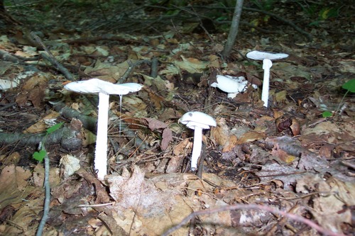 Agaricaceae