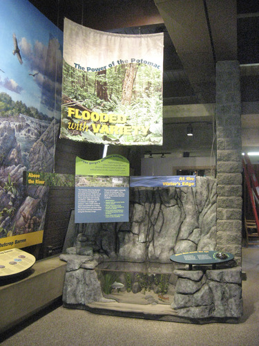 An interactive mural and cliff wall depict the diverse habitats in and around the river. 