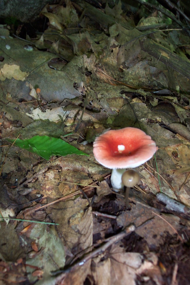 Russula