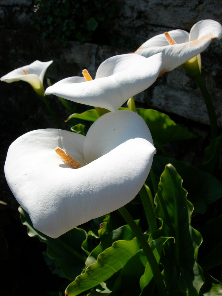Common name: Calla lily Scientific name: Zantedeschia aethiopica Origin: South Africa Uses: Shiny green leaves with white spathes in spring extending into summer. Tolerates dry to boggy soil. On Alcatraz, the lack of summer water causes the plants to go dormant but they re-sprout the end of summer. In Spanish, the name for Calla is Alcatrace.