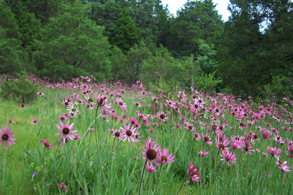 Echinacea tennesseensis glade 27