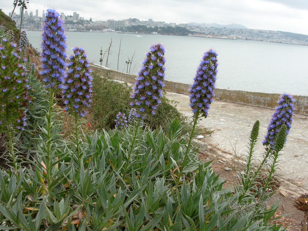 Common name: Pride of Madeira Scientific name: Echium candicans Origin: Madeira Uses: Grayish-green foliage with spikes of blue flowers in rounded bush form. Tolerates coastal conditions and does not require summer water. Flowers attract bees. Introduced in the late 1940’s by Mr. Reichel. He acquired a plant from Los Angeles nurseryman, Hugh Evans. The plant has naturalized on the Island and continues to spread because the conditions mimic its native Canary Islands.