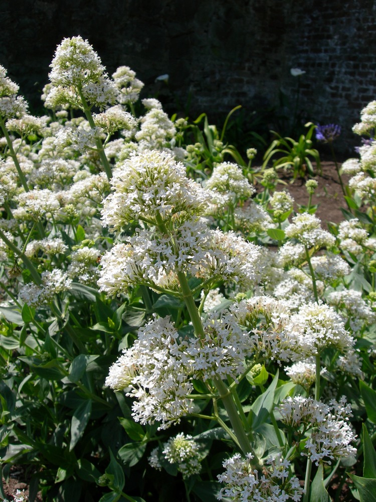 Common name: Jupiter’s Beard, Valerian Scientific name: Centranthus ruber ‘Alba' Origin: Southern Europe Uses: A drought resistant perennial that will attract bees and butterflies. Has potential to naturalize. Was located on Alcatraz and has been propagated to add to new garden plantings.