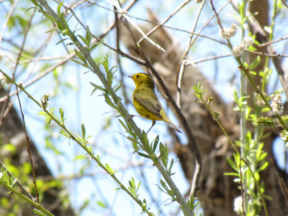 A small yellow bird perched on a leafy branch.