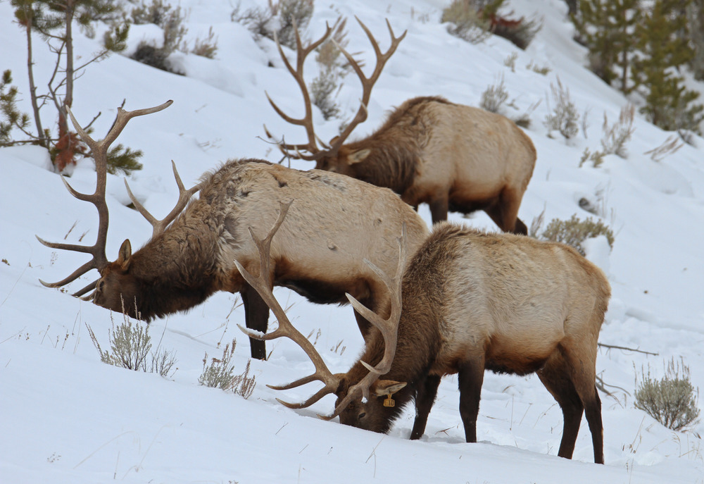 Three bull elk