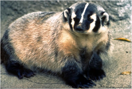 Badgers live mostly underground. They are fierce animals and will protect themselves and their young at all costs.