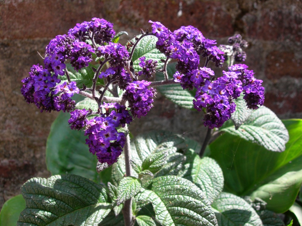 Common name: Common Heliotrope, Cherry pie Scientific name: Heliotropium arborescens Origin: Peru Uses: An old-fashioned plant whose flowers have a scent of vanilla that does well in partial shade. Helios, meaning sun, and tropein, meaning turn, derives from the fact that these plants turn their leaves to the sun. Historically, these were grown on Alcatraz.