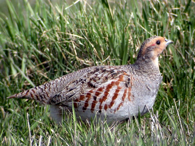 Introduced from Eurasia, the Gray Partridge can be found in flat agricultural land along the length of the Canada-United States border. Gray Partridge hens produce some of the largest clutches of any bird species. Clutch size can range up to 22 eggs, and averages 16 to 18.