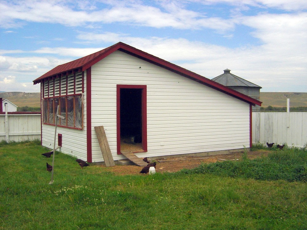 Chickens provided meat and eggs. Hens laid eggs in nesting boxes, pecked for food in the yard, and perched on roosting bars at night.