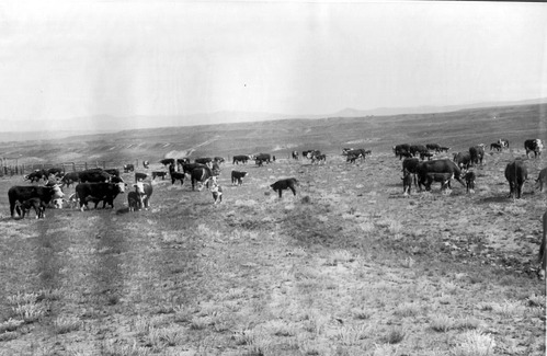 Conrad Warren's cattle grazing at the Deer Lodge Cow Camp around 1940.