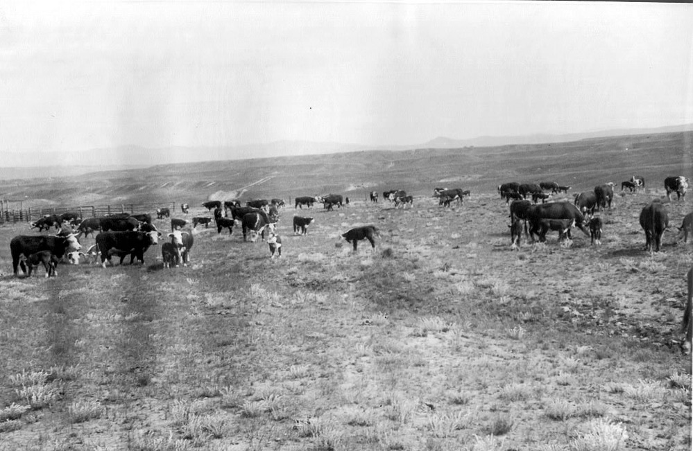 Conrad Warren's cattle grazing at the Deer Lodge Cow Camp around 1940.