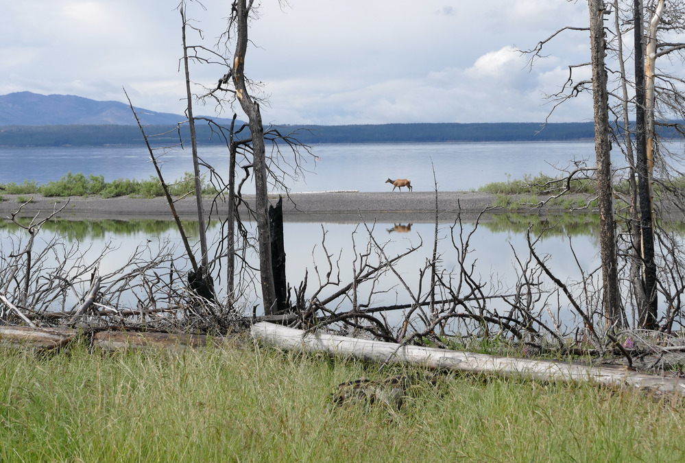Cow elk on sandbar