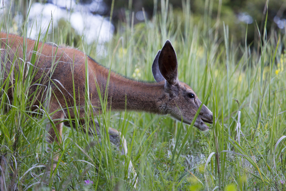 Mule deer doe