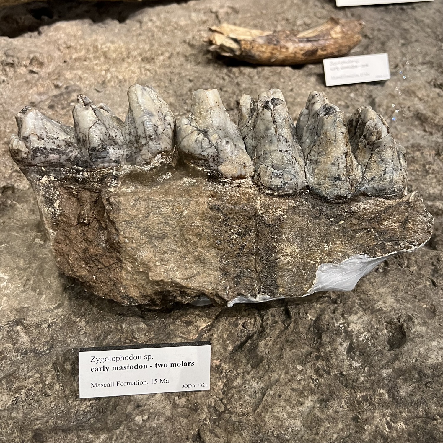 early mastodon teeth