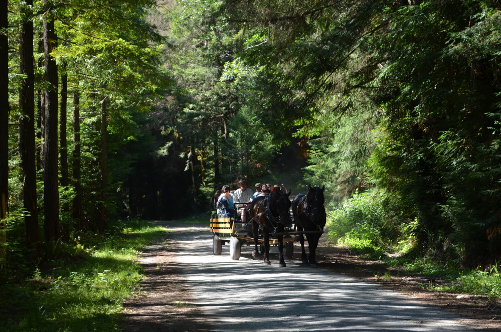 Wagon riders on a tree-lined path