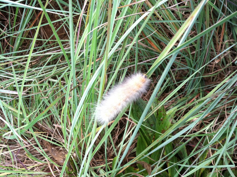 LaugherMothCaterpillar