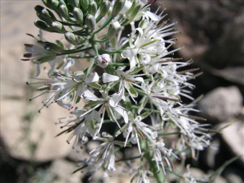 Thelypodium texanum. Big Bend National Park, Pena Mountain. February 2005