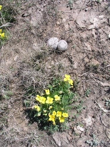 Selenia dissecta. Big Bend National Park, Dog Flat. February 2005