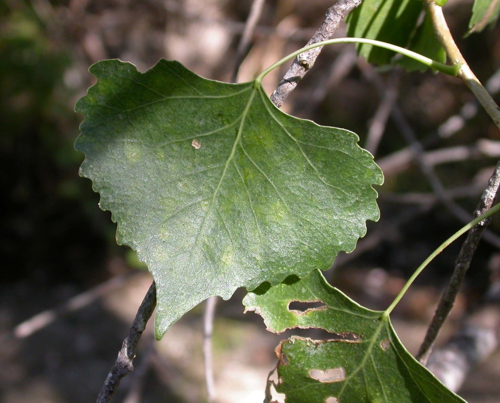 Leaf of a Fremont's cottonwood tree