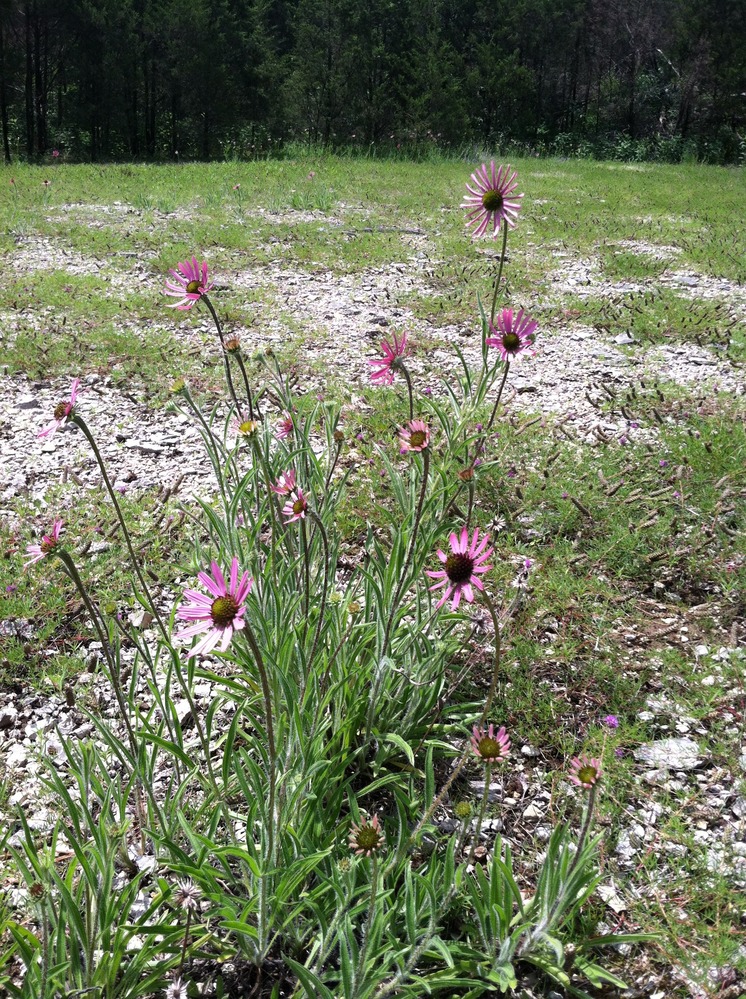 TennesseeConeflower (1)