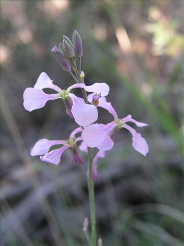 Schoenocrambe linearifolia. Big Bend National Park, Chisos Mnts. October 2005