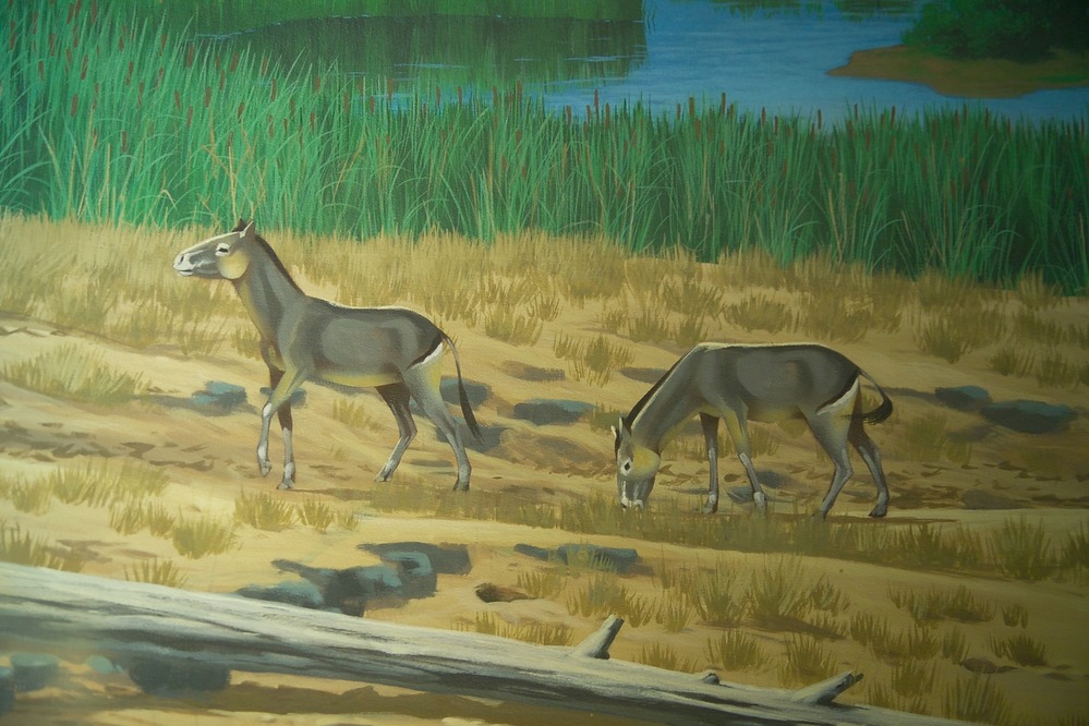 Archaeohippus herd 