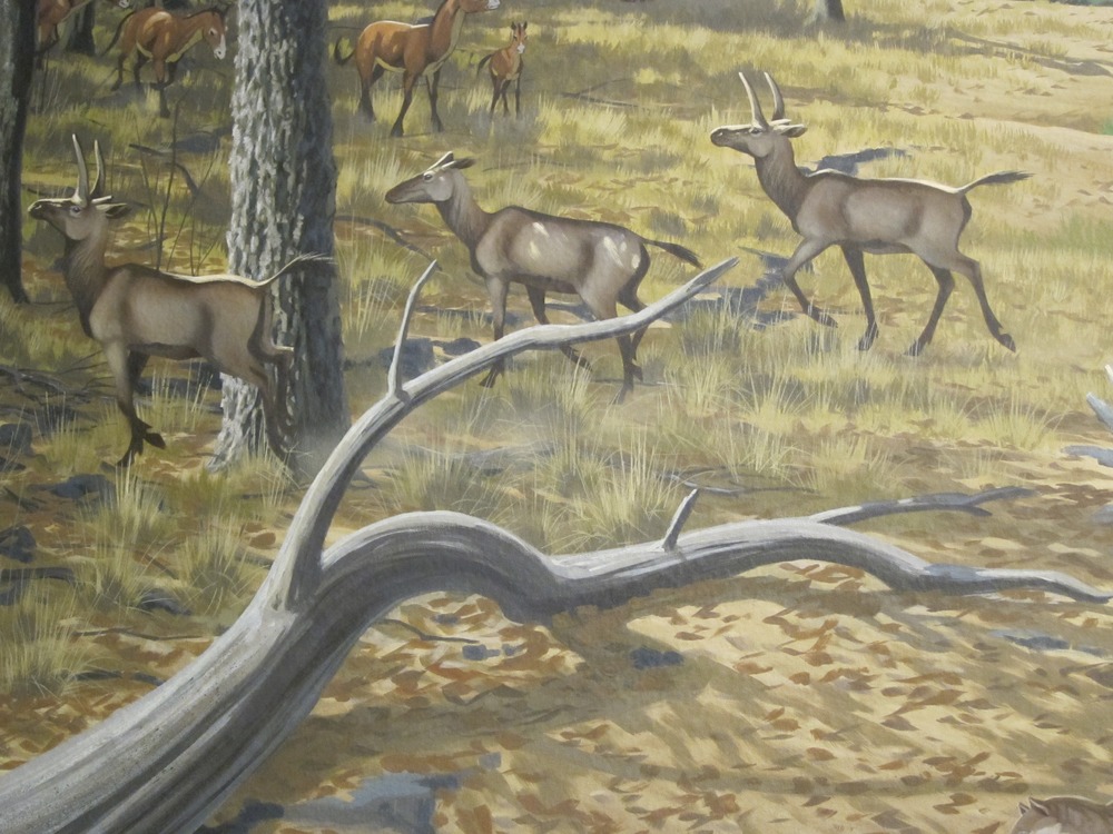 Dromomerxy herd