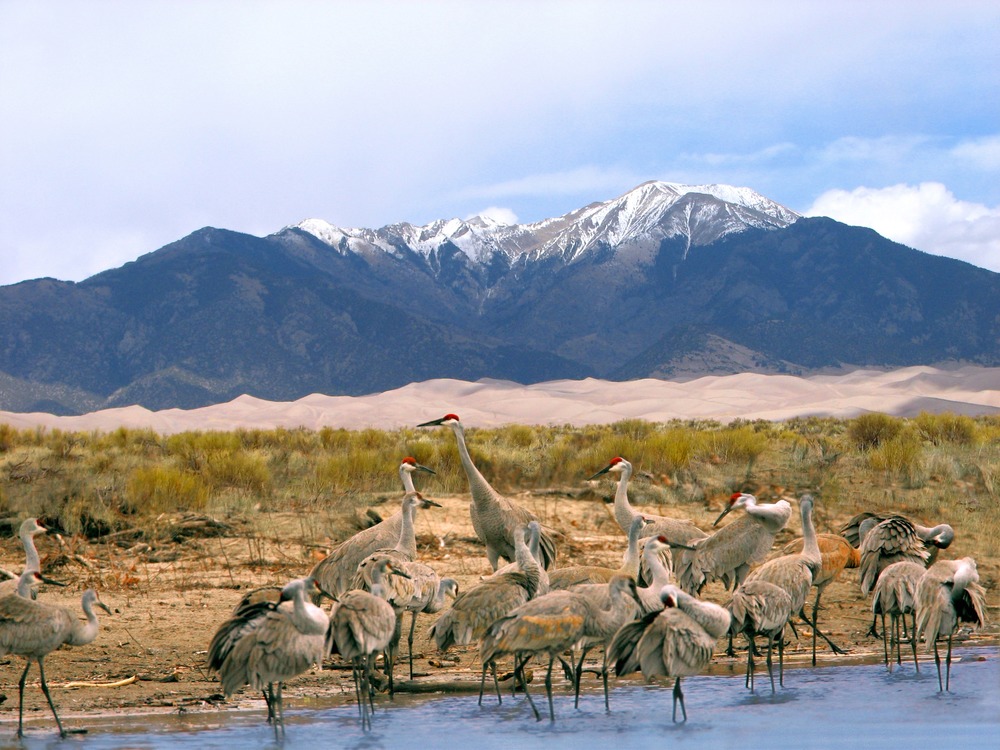 Sandhill cranes spend their spring and fall each year in the San Luis Valley, part of their migration route. Each year the valley hosts a "Crane Festival" in early March to welcome the birds and springtime.