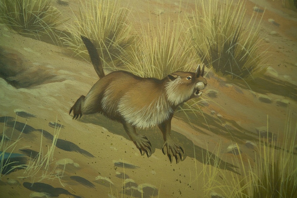 Mylagaulus
