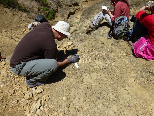Scientist excavating fossil in the dirt.