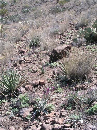 Streptanthus carinatus. Big Bend National Park, Route 13, mile 15. March 2004