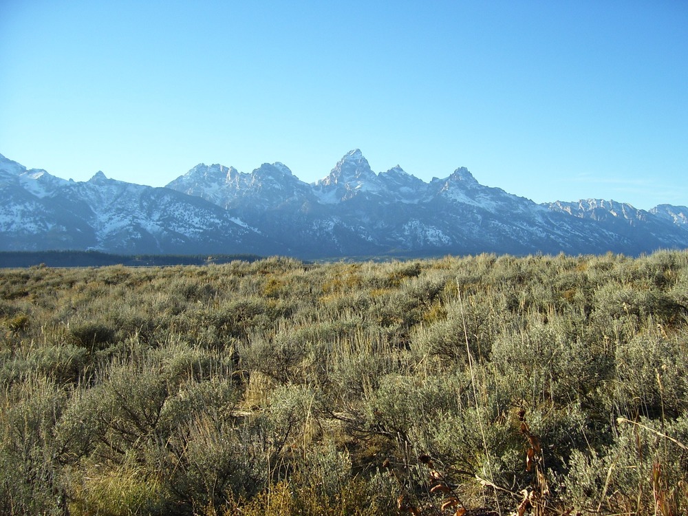 Teton Range from Blacktail Butte with sagebrush and new snow in mountains.