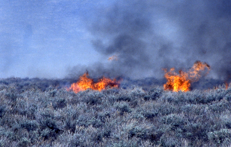 sagebrush on fire, Blacktail Butte Fire, 1998