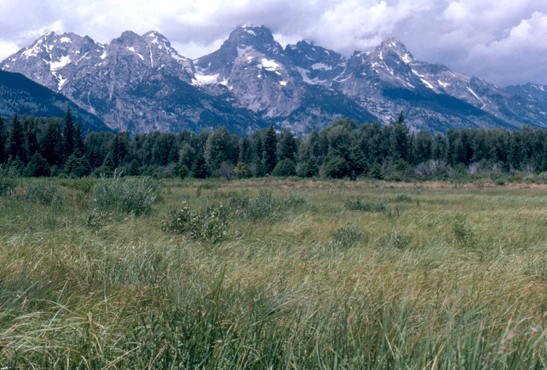 marsh meadow habit below Teton Range