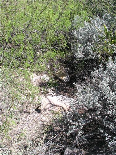 Streptanthus cutleri. Big Bend National Park, Tunnel. March 2004