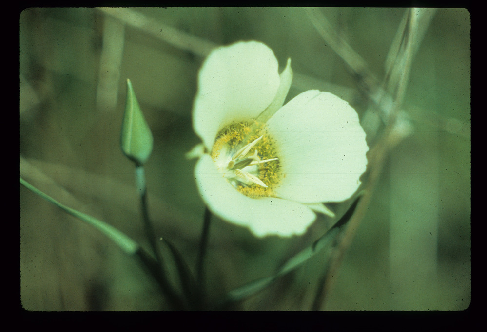 Closeup photo of a mariposa lily flower.