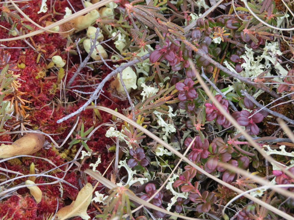 close up view of Arctic lichens and plants