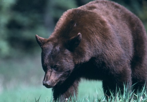 close-up of cinnamon-colored black bear