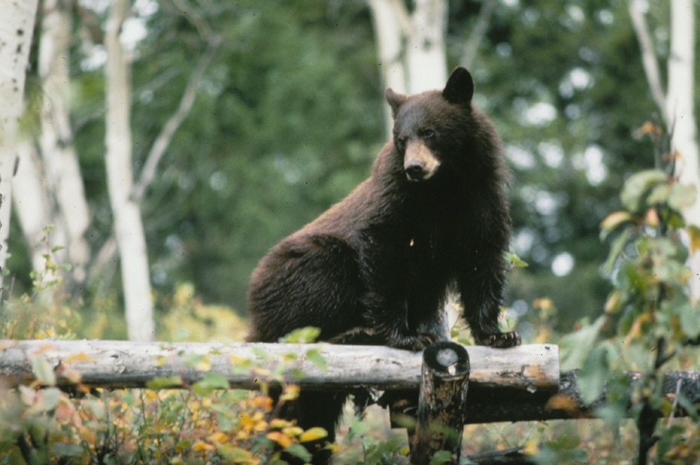 Black Bear climbing over fence in aspen forest